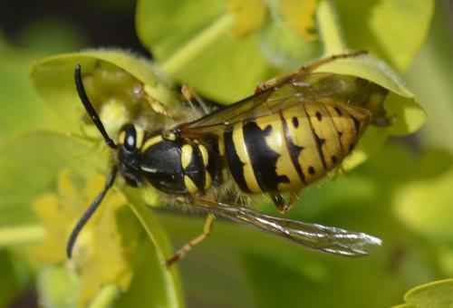Réf. 184 378 : Vespula vulgaris